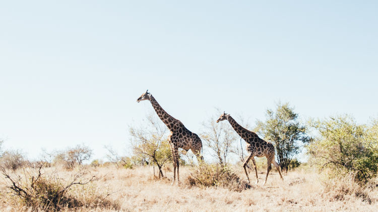 Top 5 Luxury Safari Destinations in Africa
