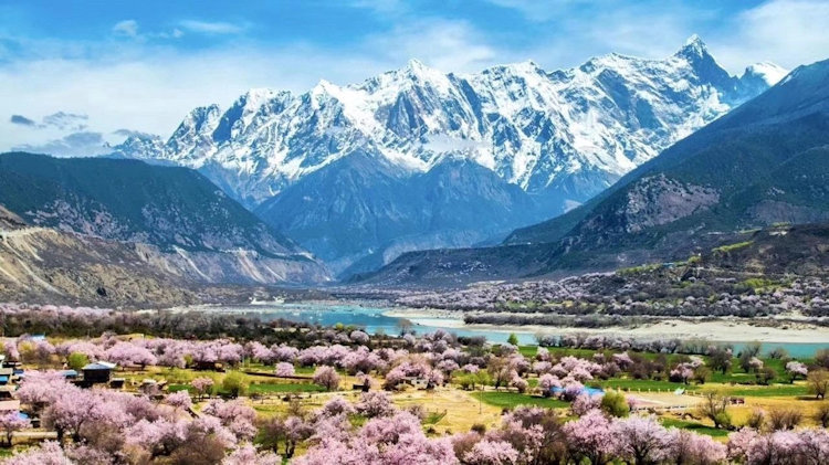 Capture the Beauty of Tibet’s Annual Peach Blossom Festival