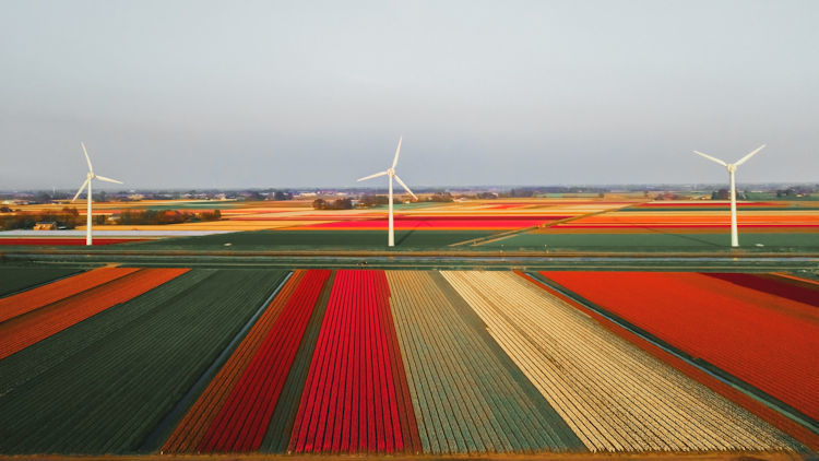 A Feast of Flowers in the Netherlands