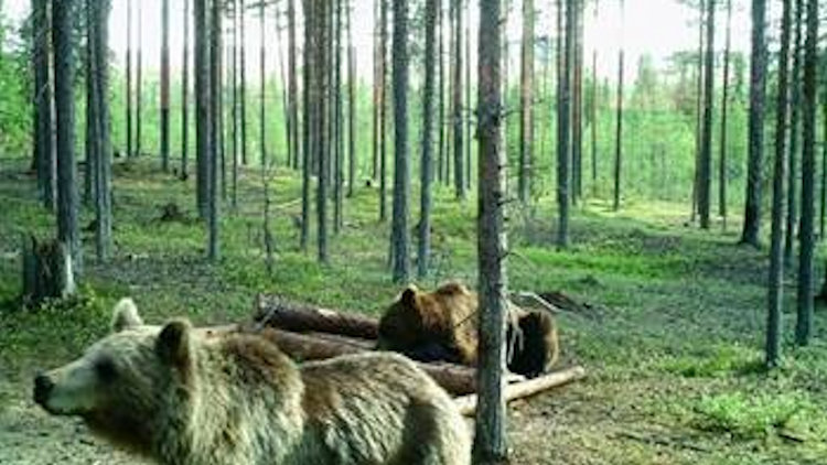 Experience a Summer Wildlife Safari in Scandinavia