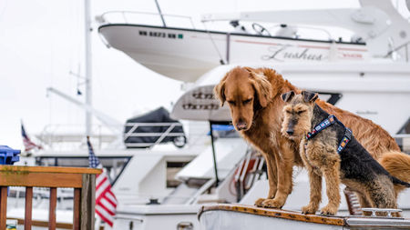 Dog Friendly Yachts Perfect for Celebrating National Dog Day, August 26
