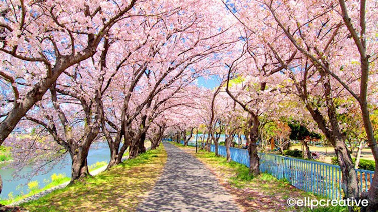 Spring Adventure Travel in Japan's Aichi Prefecture