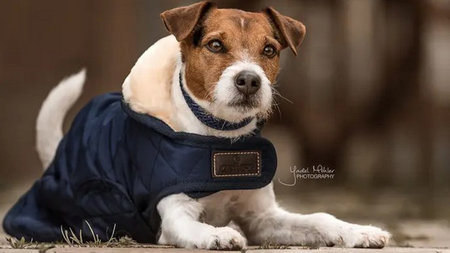 What are the benefits of a dog coat while traveling?