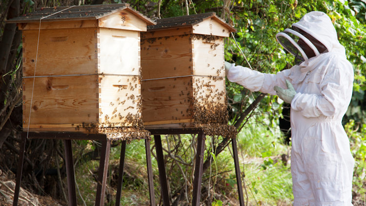 Beekeepers - Sustainable Agriculture Project - Grand Valley State