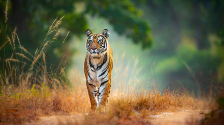 A New Kind of Luxury: Exploring India’s Wild Side with Five-Star Safaris