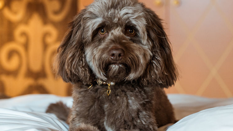 A VIP (Very Important Pet) Experience at the Carlton Hotel St. Moritz