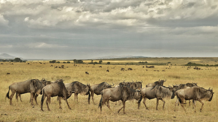 Visiting Serengeti National Park in Tanzania