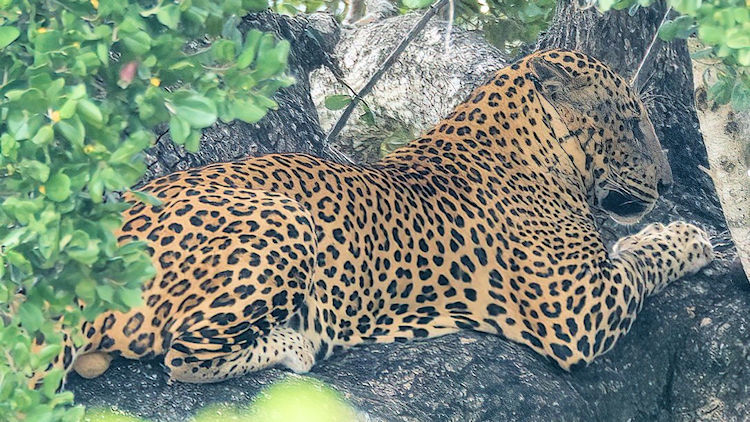 Leopard Safaris, Sri Lanka: A Luxurious Blend of Nature, Comfort and Adventure