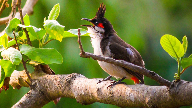 Birdwatching Takes Flight: Where Luxury Travel Meets Biodiversity