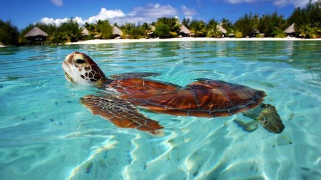 Le Meridien Bora Bora Unveils New Ecological Center