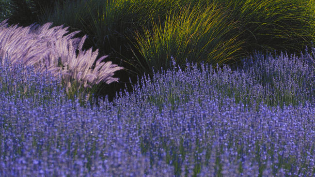 Bernardus Lodge Celebrates Lavender Season 