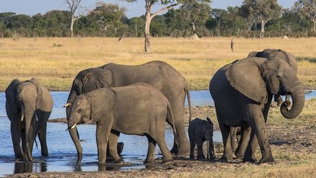 Wilderness Safaris' Linkwasha Camp Opens in Zimbabwe