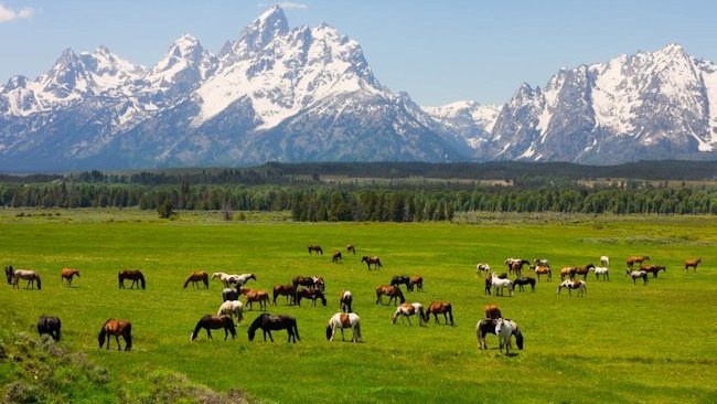 Tauck Partners With Grand Teton National Park To Create American Indian Artist-in-Residence Program