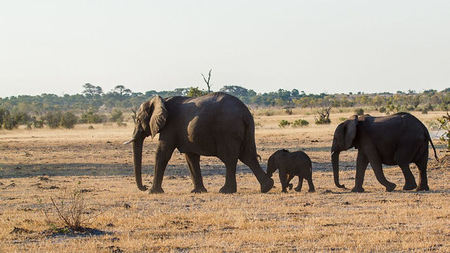 Botswana: A Great Multi-Generational Safari Destination