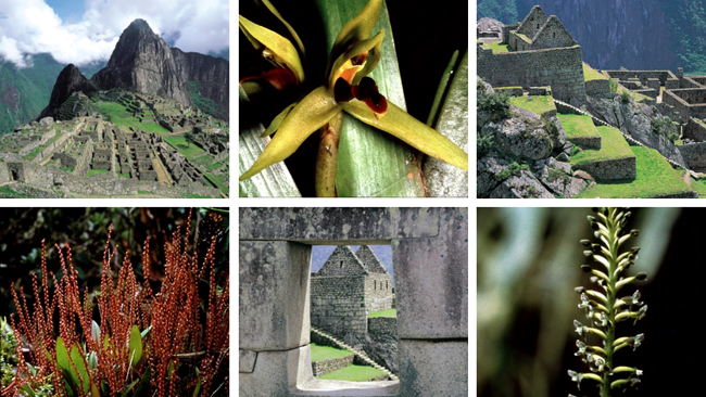 INCA Offers 8-day Wild Orchids of Machu Picchu Tour