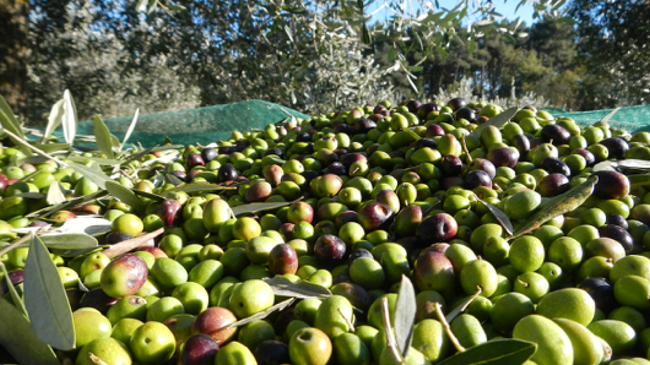 New Tuscan Olive Harvesting Experience from Luxo Italia