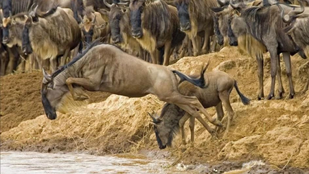 Tanzania wildfires likely to affect annual wildebeest migration to Kenya
