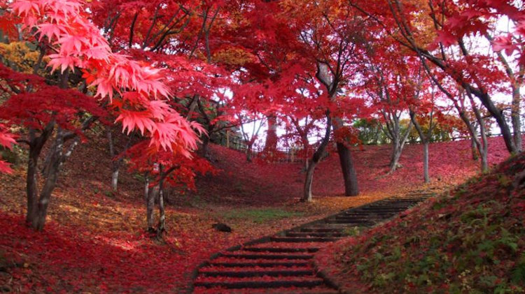 Japan: Autumn Leaves are the New Cherry Blossom