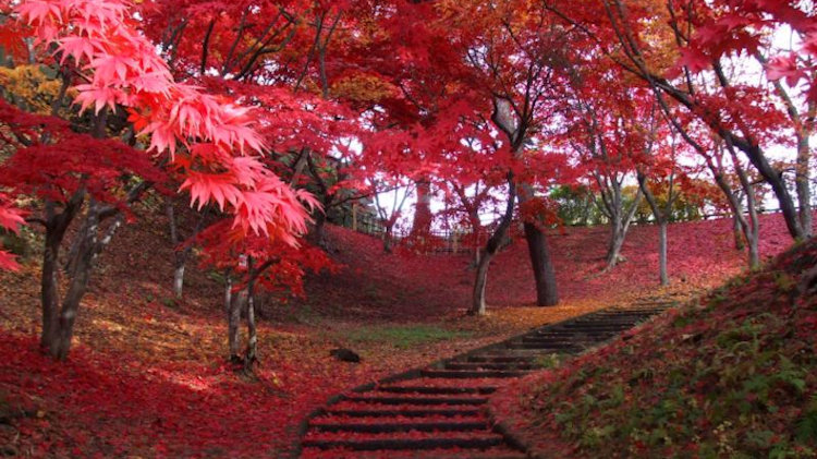 japanese cherry blossom leaves