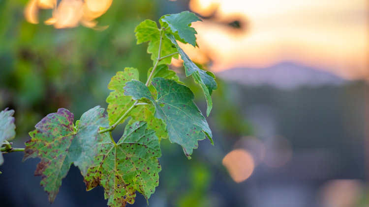 You Deserve a Visit to this Rural North Carolina Wine Region