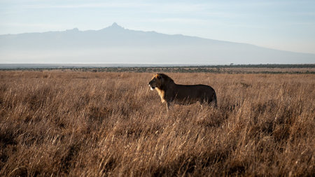 ROAR AFRICA Introduces Into the Wild with David Whyte 
