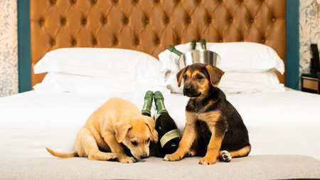 Paw-some Offers from Dog-friendly Hotels for National Dog Month in August