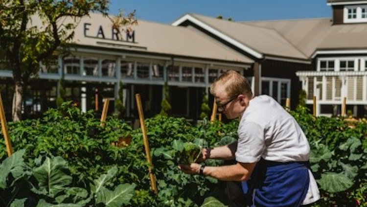 Harvest Season at Carneros Resort and Spa in Napa Valley