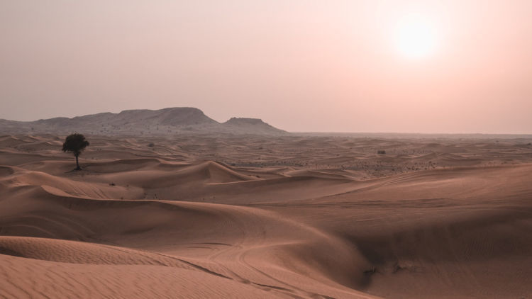 What to Know Before Choosing A Morning Desert Safari in Dubai