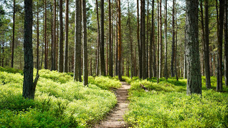 A Path Through Mountains: 6 Scenic Hiking Trails to Try