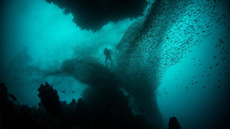 Unveiling the Mysteries of the Deep: A Journey into Marine Life Wonders