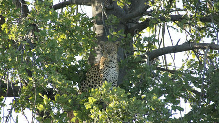 Moremi Game Reserve: Botswana's Wildlife Haven