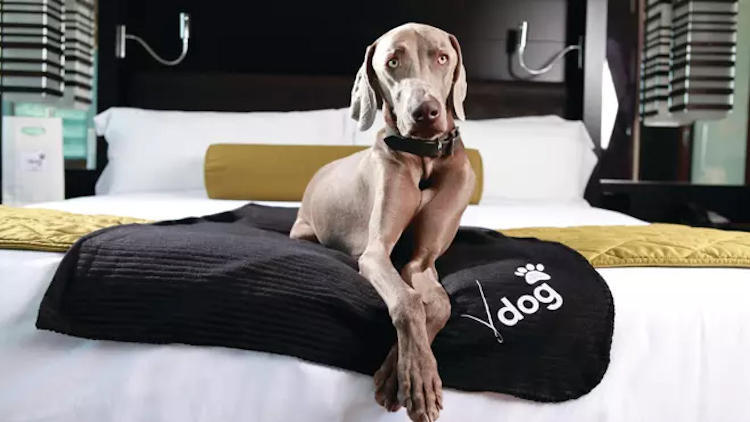 How to Plan Pet-Friendly Vacation in Vegas Without the Stress