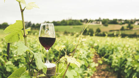 From Vine to Glass: Exploring Grape Varieties