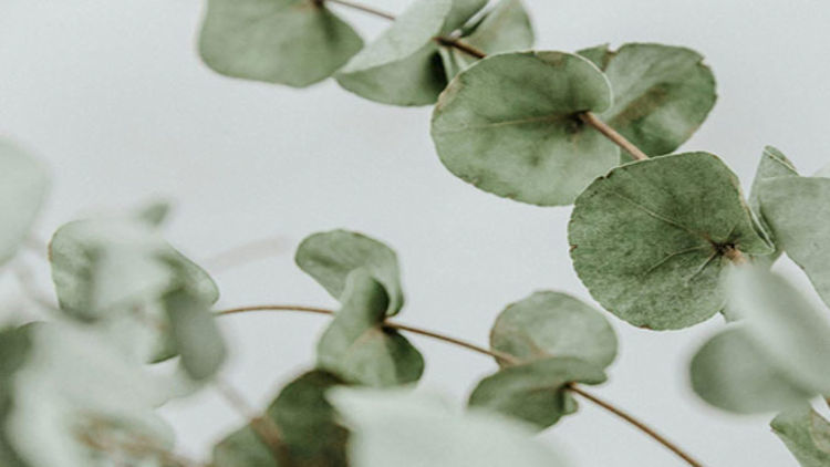 Eucalyptus Sheets: A Breathable and Eco-Friendly Bedding Choice