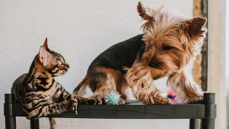 Tips for Traveling Stress-Free When You Have Pets at Home