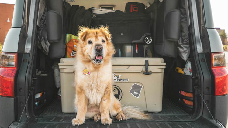 How to Plan a Comfortable Road Trip Across Australia with Your Dog