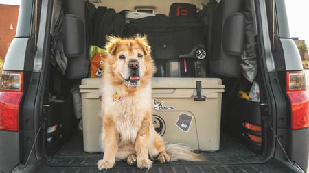 How to Plan a Comfortable Road Trip Across Australia with Your Dog