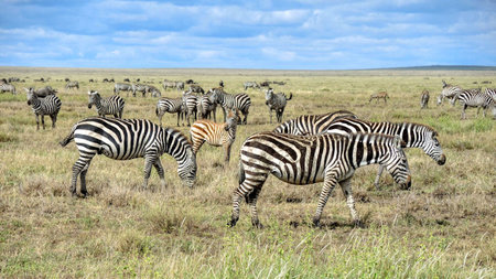 How to Plan a Kenya-Tanzania Safari