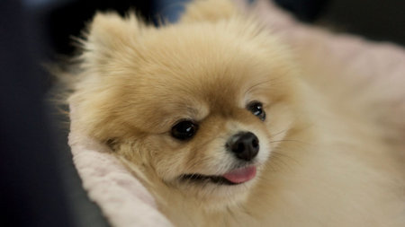 Stress-Free Luxury Travel With Your Dog: How to Keep Your Pup Calm in Transit