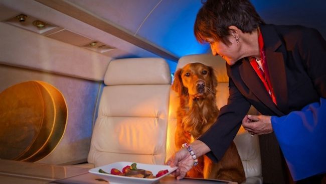 Jet Set Pet: Inflight Luxury Goes to the Dogs