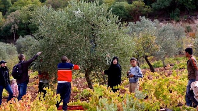 Engaging Cultures Travel Offers Jordan Olive Harvest Tour