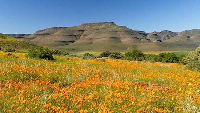 Front Row Seats at Bushmans Kloof for the Spring Flower Spectacle