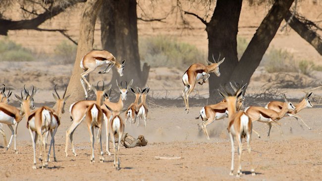 Wilderness Safaris' Hoanib Skeleton Coast Camp featured in Travel + Leisure's It List