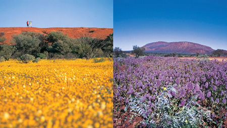 Wildflower Season is in Full Bloom in Western Australia
