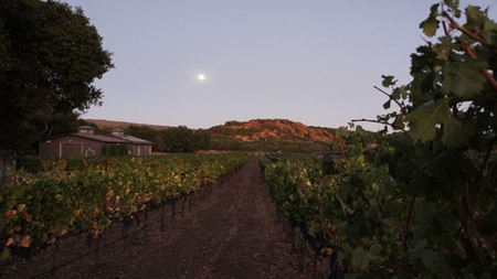 Napa's Famed Atlas Peak Mountain Prospers Post-Fires