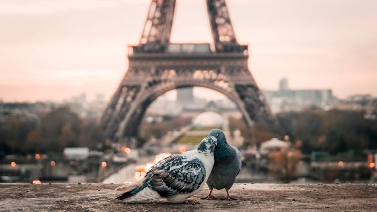 Paris: Love Blooms Eternal in the City of Light