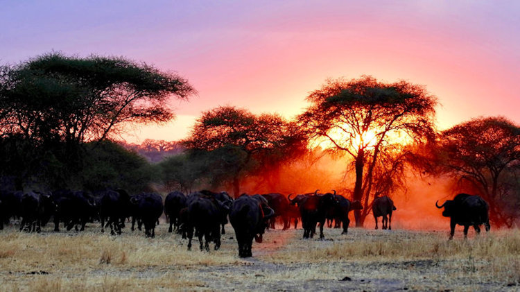 Hemingways Collection Offers Spectacular Double Migration Safari