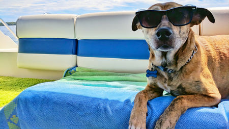 3 Indulgent Vacation Ideas with Your Pet