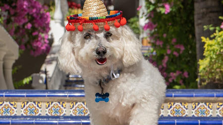 Pampered Pooch Package at Mar del Cabo by Velas Resorts