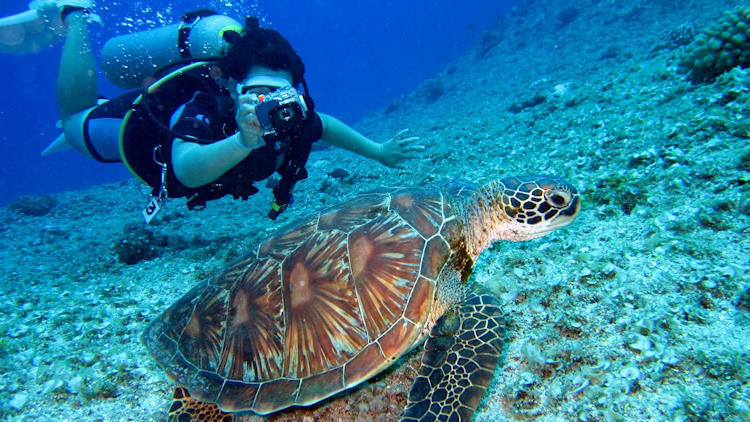 From Reefs to Wrecks: Beautiful Scuba Diving Spots Around the World